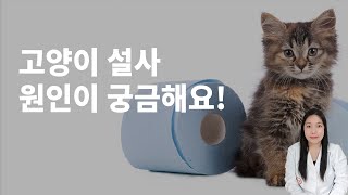 고양이설사, 혹시 어디가 아픈걸까요? 원인과 대처방법 알아보아요!