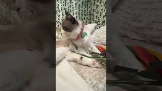 Gatita y sus flores / flowers Miley gatita  #viral #gatitos