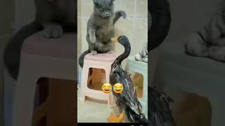 boksör kedi vs ördek boxer Cat vs duck 🤣#cats #duke  #cat