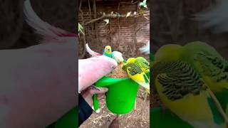 bird voice sounds#shorts #viral #bird #nafeespigeon