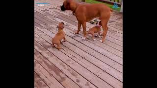 Hahaha! puppies mistaken dad as their nursing Mom. 🤣🤣 #amazingfacts #cutedog