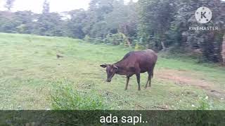 Ada Kambing dan Sapi & Indahnya kebon di Kampung Sawah Desa Cikaregeman