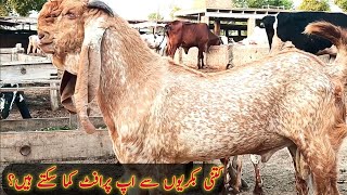 How many goats can earn up profit/Goat Farming in Pakistan