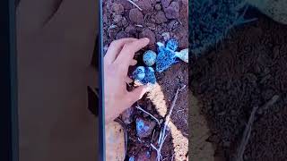 Farmer Preparing lanf Moves baby Birds And Nest