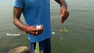 Fishing in harbour