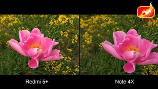 Redmi 5 Plus Vs Redmi Note 4X Camera Test Comparison