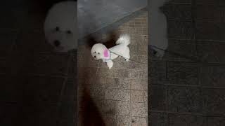 #Cute #dog with pink ears 🩷 #barbie #shorts