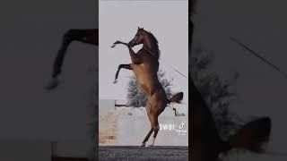 الخيل العربي الاصيل 🔥🔥 ماشاءالله