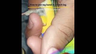 How to put leg band into a finch