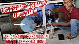 Terpaksa! Masukin ikan Sapu-Sapu Albino Ke sumpfilter || hama larva pemakan lendir ikan predator