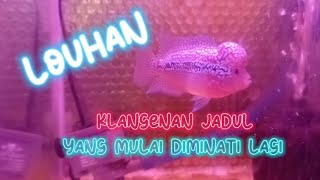 LOUHAN, KLANGENAN JADOEL YANG MULAI DIMINATI LAGI.