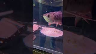 Arowana or stingray?