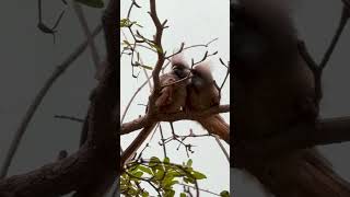 National Aviary Pittsburgh #birdslover #penguins #animals #shortvideo