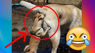 【FUNNY VIDEO】TRY NOT TO LAUGH (DOGS, CATS AND ANIMALS) #3