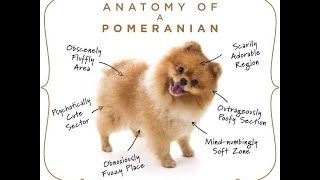 Dog 101~Pomeranian Pawsome Dog Breed