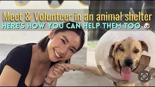 Volunteer experience in an Animal Shelter in Philippines! Meet & Volunteer with Roxy Delevin