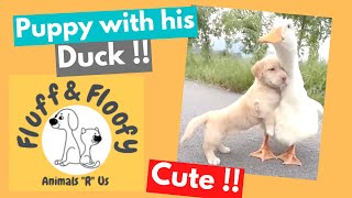 Adorable puppy nibbles & hugs a duck, then rides on the duck's back! #shorts