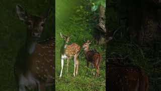 vantara's Alert!! Spotted deer #vantara