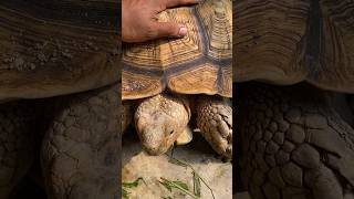 27 taon😍kura darat terbesar didunia⚠️#shorts #video #animals #sulcata