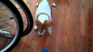 Dolly the Jack Russell vs Babble Ball