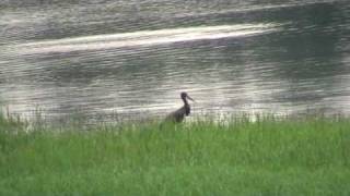 Cigogne noire ( Ciconia nigra) / Lac du Der (France-51)