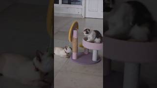 Playful Adventures of Kitty