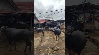 PASAR KERBAU BOLU TORAJA CARI KERBAU 1M #kerbau #hewan #torajaunik