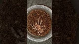 ⚠️ Acanthoscurria geniculata FEEDING 🪳 #tarantula #vogelspinnen #tarantulafeeding