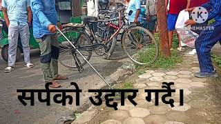 Snake rescue ll Ghorahi ll Dang ll सर्पको उद्दार ।।