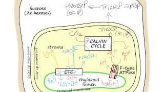 Overview of Photosynthesis