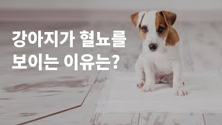 강아지혈뇨, 원인과 예방법은?