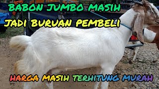 UPDATE HARGA KAMBING JANTAN,BABON JUMBO DAN DERE HARI INI