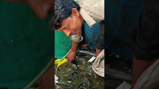 😳😮dangerous magur fish //Mahesh fish shop#fish #short #shorts