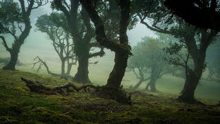 Madeira, Fanal Forest with DJI FPV drone (4k, 60 FPS)