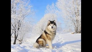 Husky Alaskan Malamute Survives Negative 70 Degrees