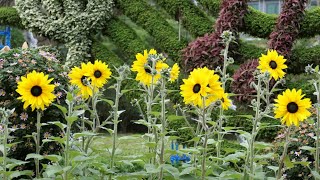 Shilin Flower farm/New Taipei Taiwan/Lumix DC FZ-10002