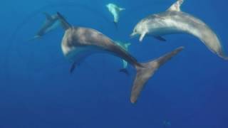 Delfini nel Golfo di Napoli