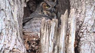 Great Horned Owl (Female) Geneva, IL