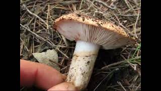 Tricholoma batschii. Champimaginatis. English Text.