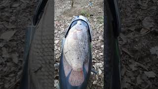 IKAN GURAME SEBESAR JOK MOTOR