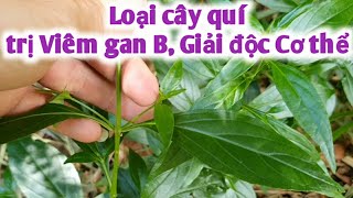 Xuyên tâm liên trị Viêm ganB, viêm đường tiêu hóa, viêm dạ dày, đại tràng. PHAN HẢI Vlog