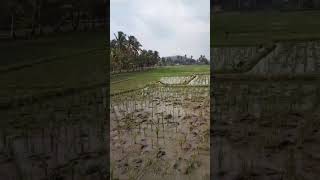 Ngbolang Ke Sawah Cari Ikan Kecil #videoshorts