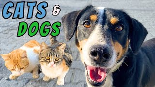 CATS & DOGS live in the same place happily! 😮