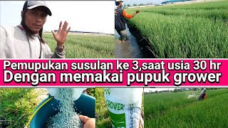 pemupukan susulan ke 3,saat tanaman bawang merah usia 30 hr