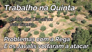 #119 Trabalhos na Quinta - Correção da Rega e os Javalis voltaram a atacar