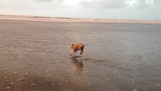 Jelly on the beach.