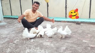 my all fantails pigeons🤩ll  mere ghar ke masakali kabootar ❤️❤️🕊️🕊️🕊️