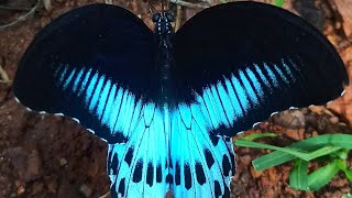 The State butterfly of Maharashtra- Blue Mormon #maharashtra #state #india