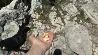 Izbirčne planinske kavke (Alpine Chough)