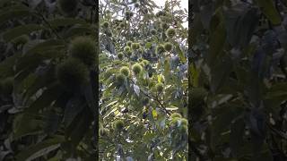 CHESTNUT TREE + RELAXING SOUNDS OF NATURE【栗の木+自然の心地よい音】#chestnut#栗#nature#shorts